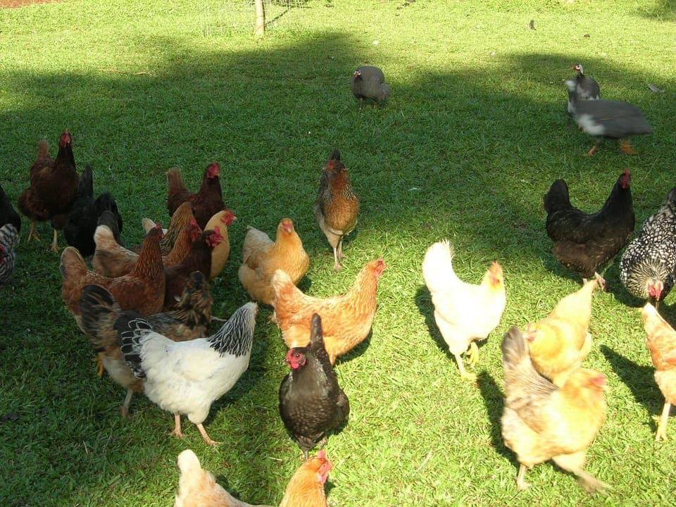 Fresh eggs when hens cooperate