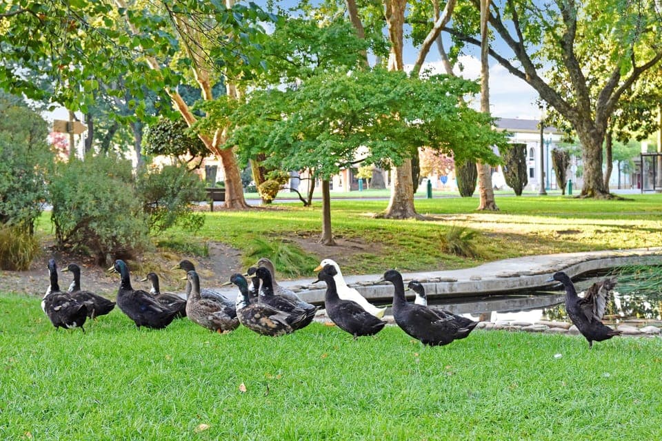Residence on the Plaza