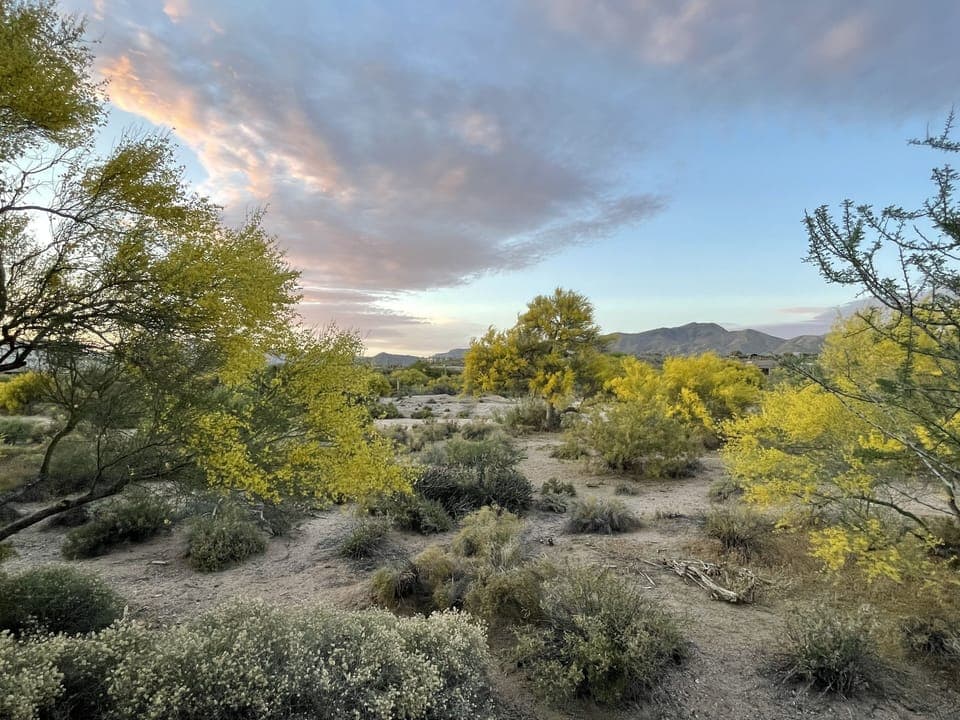 Looking northwest from the patio.  2024